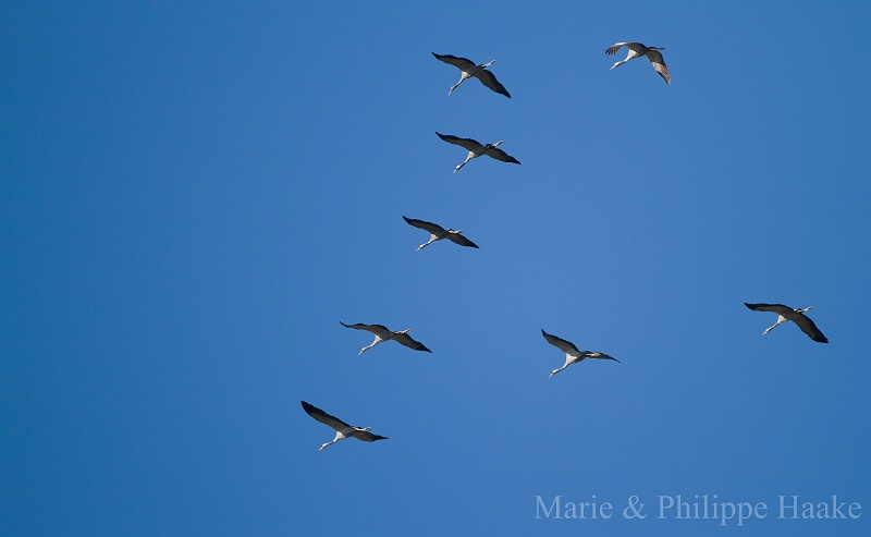 Grues 4207.jpg - Grues cendrées - Common Crane - Grus grus (Lac d'Amance, France, novembre 2011)
